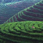 12. 茶园春色 - Tea Garden Scenery in Spring: 韶关沿溪山群山重峦，云雾环绕，为茶叶的生长和多样性提供了优越的自然条件。这里出产的白毛尖茶，口感清纯，余香醇厚，是茶中之精品。 Shaoguan is surrounded by mountains and hill, as well as, cloud and mist, which provides excellent natural conditions for the growth and diversity of the tea. The white-hair tea produced here is pure in taste and mellow in flavor, which is the best among various tastes of tea.