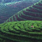 12. 茶园春色 - Tea Garden Scenery in Spring: 韶关沿溪山群山重峦，云雾环绕，为茶叶的生长和多样性提供了优越的自然条件。这里出产的白毛尖茶，口感清纯，余香醇厚，是茶中之精品。 Shaoguan is surrounded by mountains and hill, as well as, cloud and mist, which provides excellent natural conditions for the growth and diversity of the tea. The white-hair tea produced here is pure in taste and mellow in flavor, which is the best among various tastes of tea.