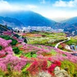 5. 九峰花海 - Jiufeng Mountain Flower Sea