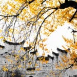 6. 坪田暮秋 - Pingtian Town in Late Autumn: 坪田素有中国“银杏之乡”的美誉，景区有百年以上树龄的古银杏树5000多株，树龄最长的达1680多年。每年秋季，金黄的银杏叶与古朴的老屋相映成趣，构成一幅绚丽斑斓的中国画！ Pingtian Town has long been known as the “hometown of ginkgo” in China. There are more than 5,000 ancient ginkgo trees. Every autumn, the golden ginkgo leaves and the old house of primitive simplicity set each other off into a beautiful Chinese painting!