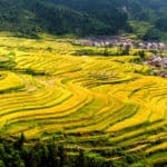 7. 五山梯田 - Five Terrace Mountain: 是“中国美丽田园”十大“梯田景观”之一。It is one of the top ten “terraced landscape” of “China’s beauty farm”.