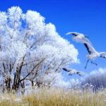 Qiqihar Zhalong Snow Viewing Cranes